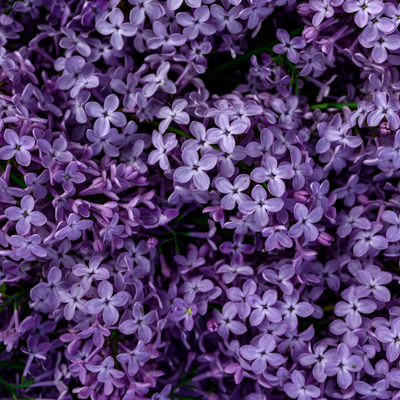 Blooming Lilac