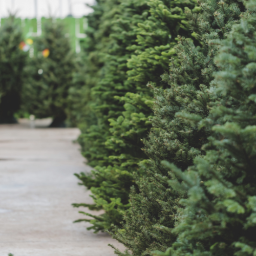 Christmas Tree – Happy Little Flame