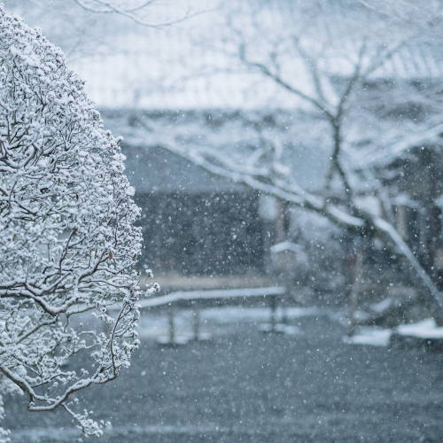 Falling Snow