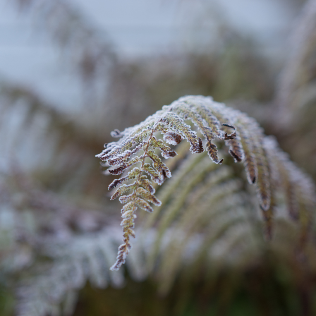 Frost & Fern