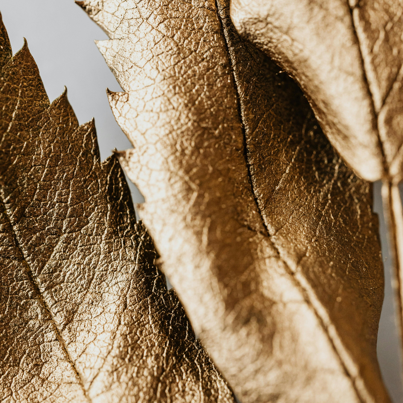 Gilded Autumn