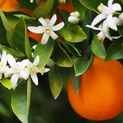 Orange Blossom