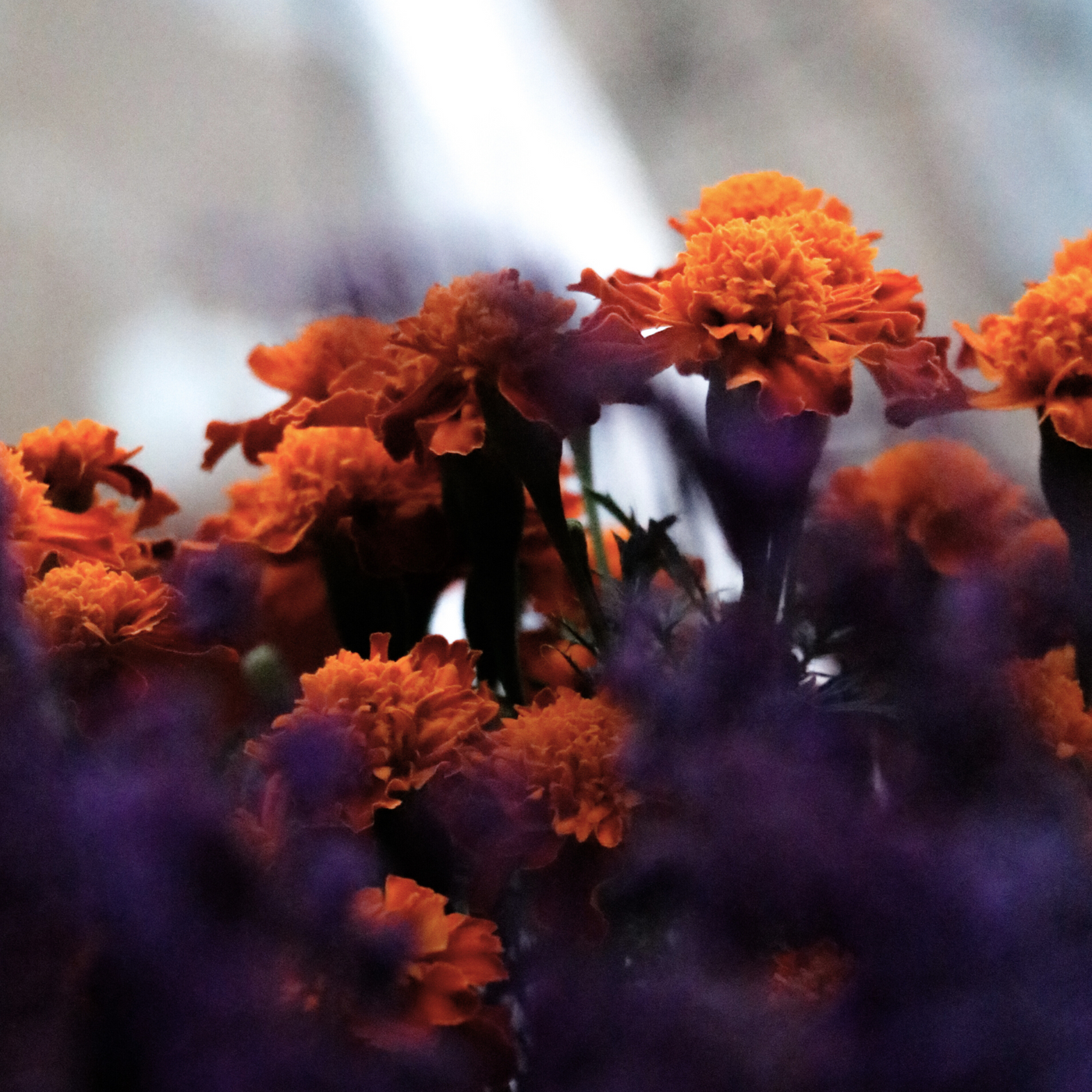 Marigold & Saffron