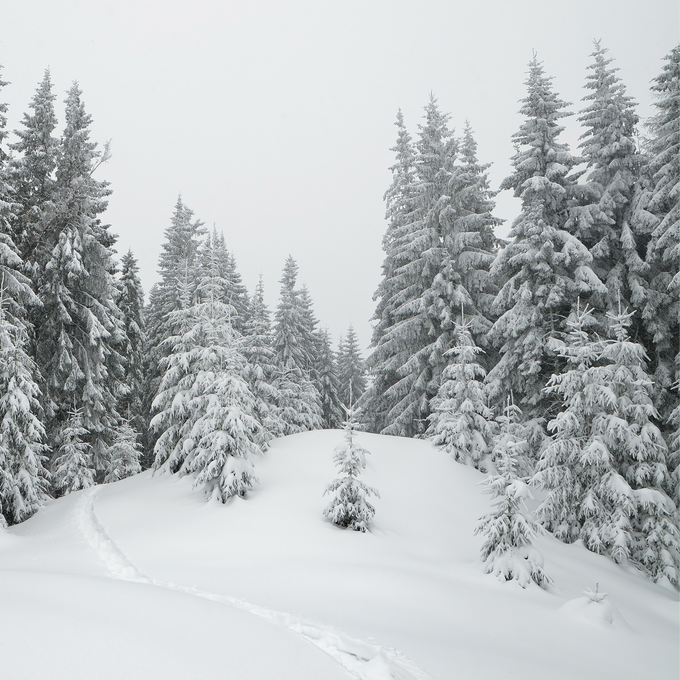 Snow Day