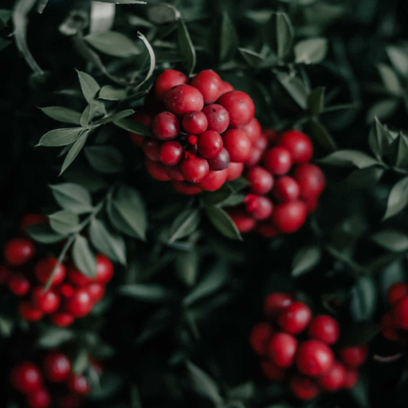 Winter Berries