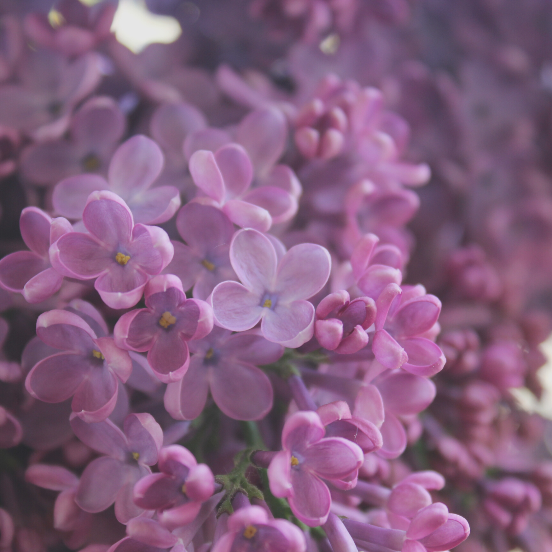 Blooming Lilac